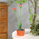 Garden of Eden Floare colorată solară - 8 x 8 x 32 cm - 10 LED-uri alb cald - rosu